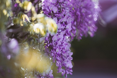 most of the wisteria colors are purple; however, wisteria floribunda 'royal purple' is on another level with its deep purple color