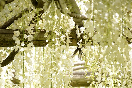 colors of wisteria are eye-catching most of the time and wisteria sinensis 'jako' is definitely a beautiful flower with its perfect white tone