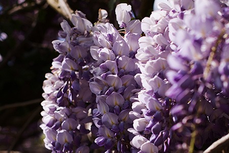 wisteria sinensis 'prolific'