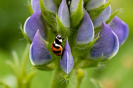 3-banded ladybug is one of the smallest ladybug species