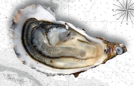 Fine de Claire Oysters