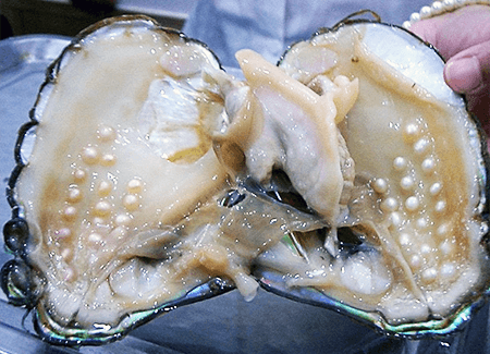 Pearl Oysters