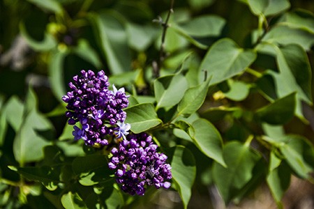 agincourt beauty lilac