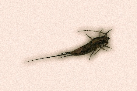 archaeognatha or jumping bristletail