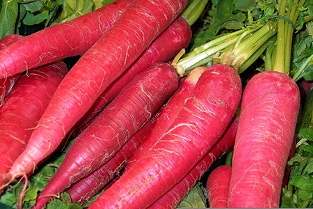 there are different types of radishes, like bartender mammoth radish, that can grow up to 12 inches in length