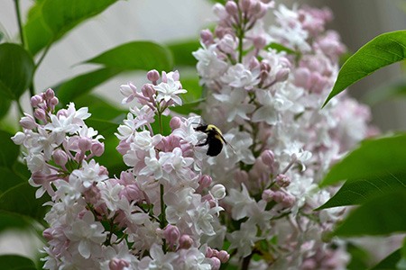 beauty of moscow lilac are varieties of lilac that is a robust grower with strong scent