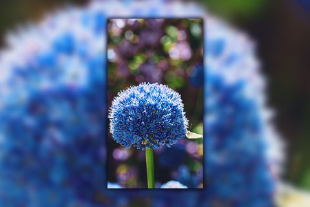 blue allium