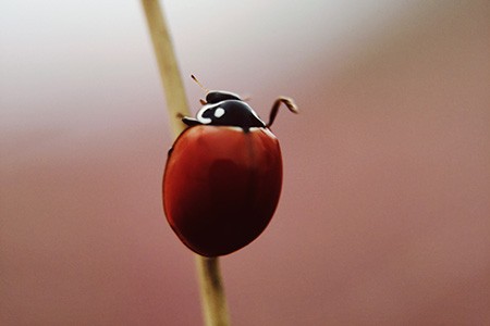 california ladybug