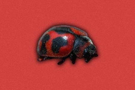 cardinal ladybug (vedalia ladybug) is one of the most different species of ladybugs with its hairy body and unique red patterns