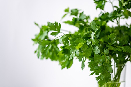 caribe cilantro