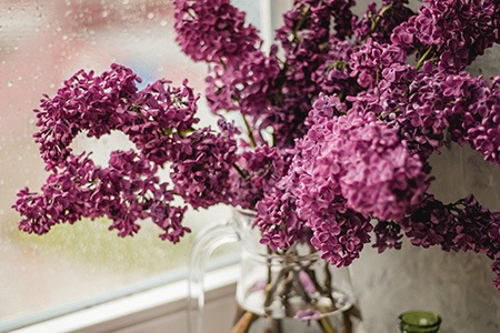charles joly lilac are considered to be one of the finest lilac tree varieties
