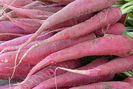 the most popular kinds of radishes in china is chinese rose radish