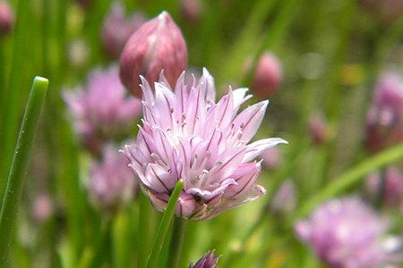 chives