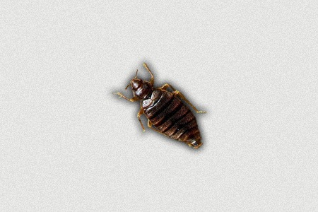 9 Types of Bed Bugs You Need to Get Rid of Pronto - Worst Room