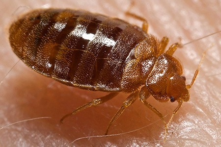 cimex lectularius – common bed bug is the most common bed bug types all around the world