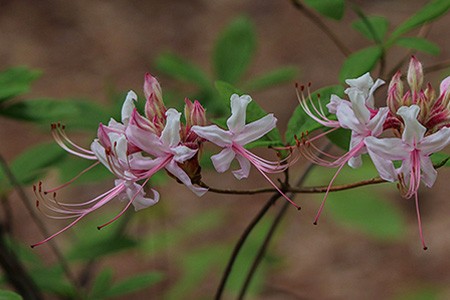 some azalea varieties, like coast azalea, are highly tolerant to sun 