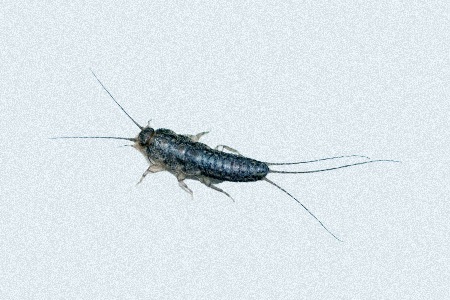 unlike other different types of silverfish, common silverfish can endure cold weather