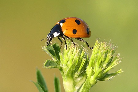 one of the most commonly found kinds of ladybugs is convergent ladybug