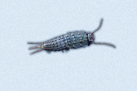 some silverfish types, like ctenolepisma almeriense are not widely spread and found in certain places