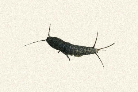 ctenolepisma ciliatum