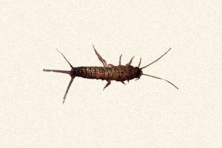 ctenolepisma guadianicum