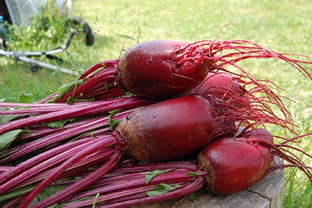 some varieties of beets are famous for their shapes, and cylindra beets is one of them with its cylindrical shape
