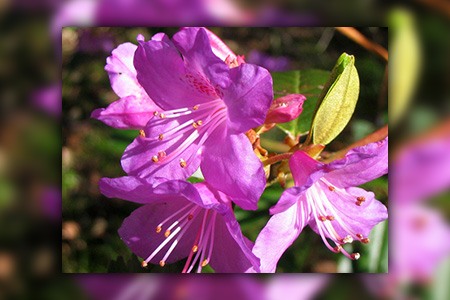 daurian rhododendron is one of the rhododendron types that require low-maintenance