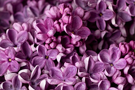 some lilac bush varieties like declaration lilacs are early flowering lilacs