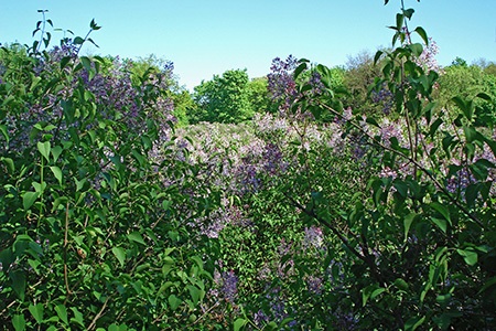 dwarf korean lilac is one of the most popular types of lilac trees