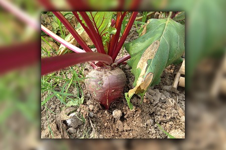 early wonder tall top beets