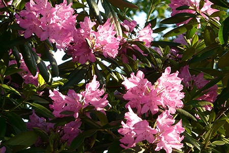 electric lights double pink azalea has one of the most beautiful azalea colors