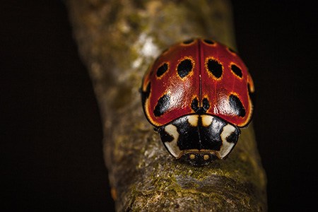among all different kinds of ladybugs, eye-spotted ladybug, are easy to recognize in the wild due to their patterns that resemble small eyes