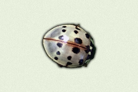 fifteen-spotted ladybug