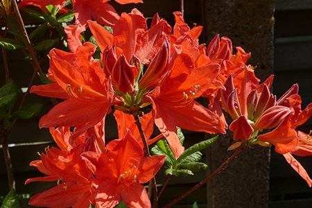 some different types of azaleas, like fireball azalea, are grows fast and blooms earlier than other species