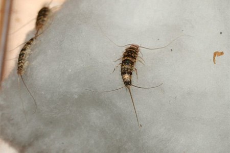 even though firebrat or thermobia domestica does not considered as one of the types of silverfish, they look alike a lot