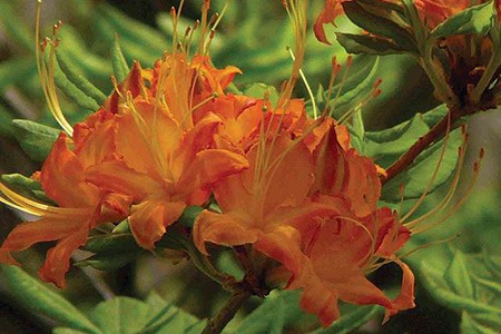 some of the names of azaleas can give you a hint about its vibrant colors and flame azalea cannot be imaged any other color than its perfect reddish-yellow color
