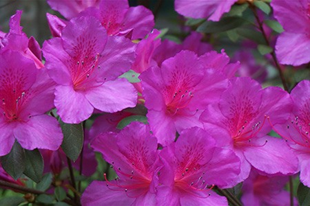 formosa azalea