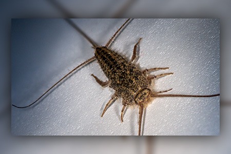 four-lined silverfish