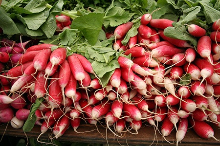 french breakfast radish