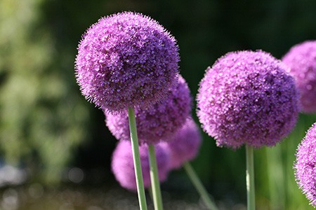 globeprimary allium is one of the most tallest types of allium flowers