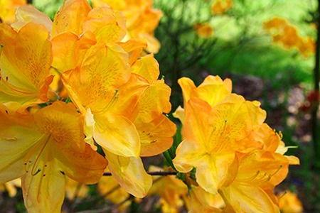 some types of azaleas, like golden lights rhododendron, cold-hardy