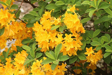 golden oriole rhododendron is one of the cross-bred types of rhododendron