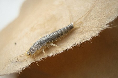 some silverfish species, like gray silverfish do not actually require a humid condition to survive