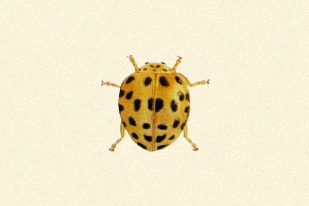 hadda beetle (twenty-eight-spotted potato ladybug)