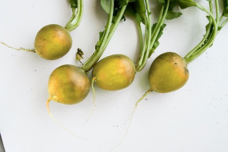 helios radish