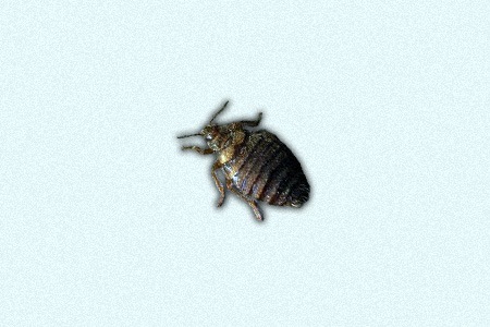 there are different bed bugs, like hesperocimex coloradensis – colorado bed bug, that actually follow their host around