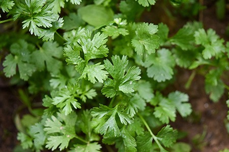 indian coriander is one of the famous and widely used cilantro varieties in indian dishes