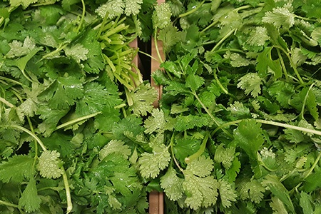 indian summer cilantro