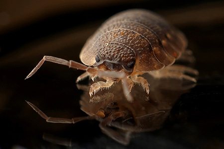 investigate if you have bed bugs in your home