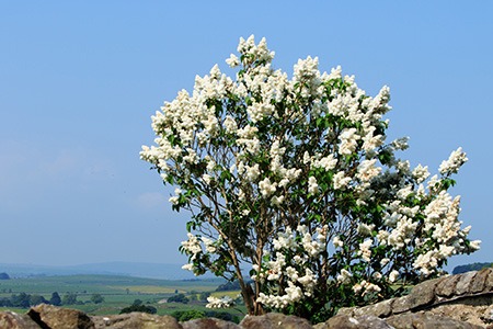 ivory silk lilac